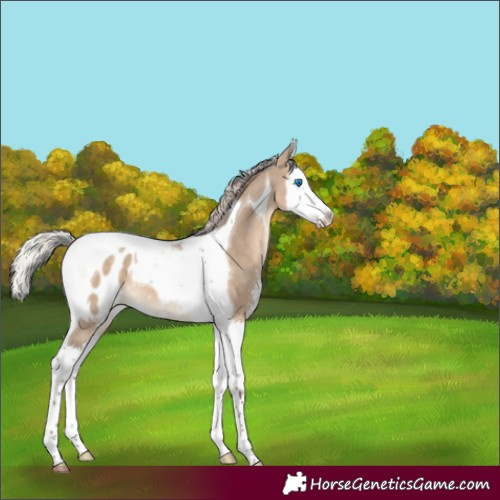 Horse Color:Silver Brown Dun Sabino Splash Tobiano Appaloosa 