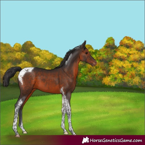 Horse Color:Brown Tobiano Varnish 