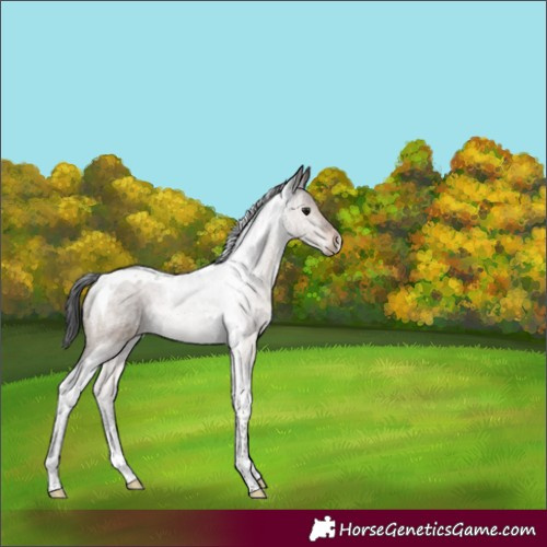 Horse Color:Brown Dun Tobiano 