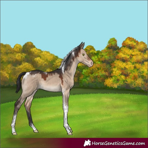 Horse Color:Brown Dun Tobiano Varnish 