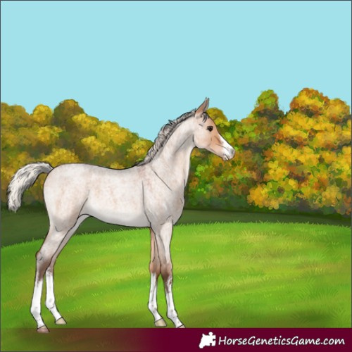 Horse Color:White Spotted Silver Brown Roan Dun Varnish 