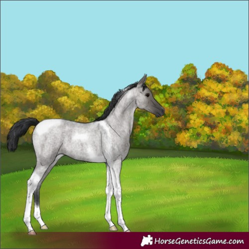 Horse Color:Grullo Roan Tobiano 