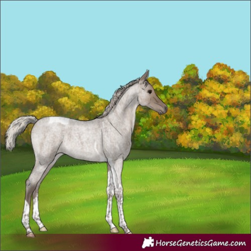 Horse Color:Silver Grullo Roan Tobiano 