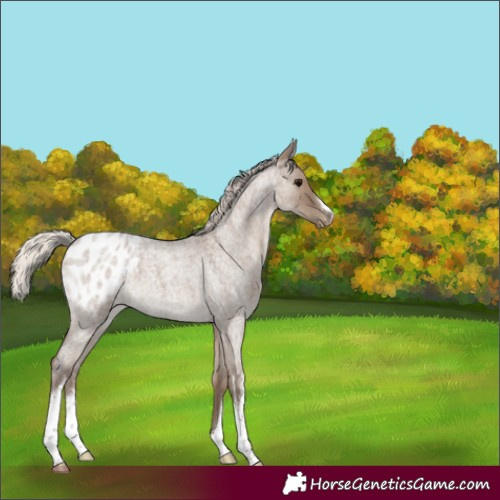Horse Color:White Spotted Silver Grullo Roan Appaloosa 