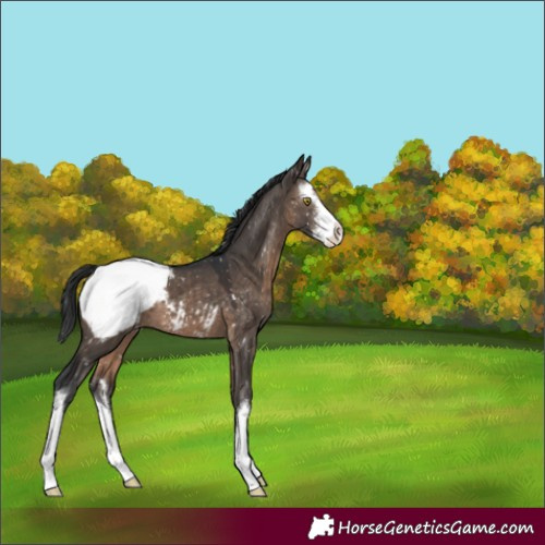 Horse Color:White Spotted Brown Dun Appaloosa 