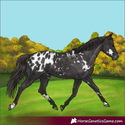 Horse Color:White Spotted Smoky Black Appaloosa 