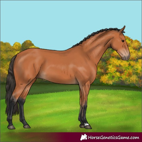 Horse Color:Unknown 