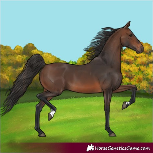 Horse Color:Brown 