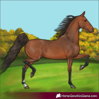 Horse Color:Bay 