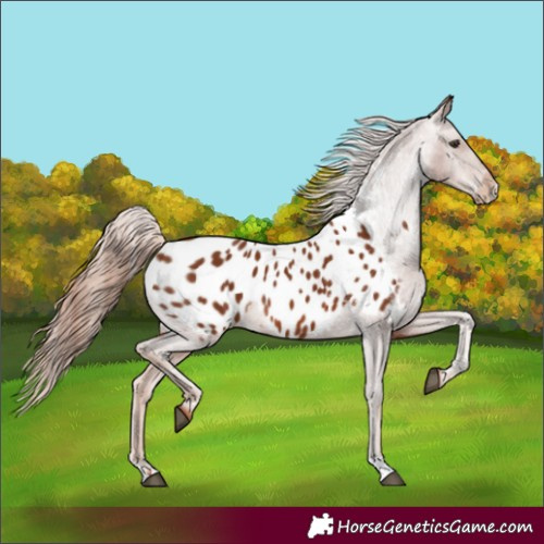 Horse Color:Chestnut Appaloosa 