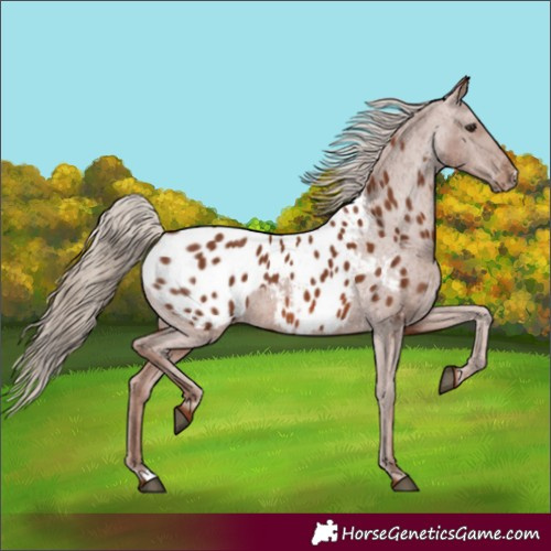 Horse Color:Chestnut Appaloosa 