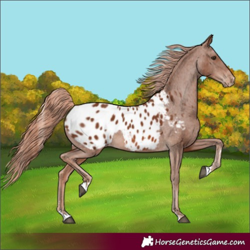 Horse Color:Chestnut Appaloosa 