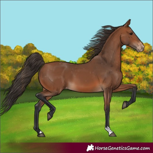 Horse Color:Bay Appaloosa 
