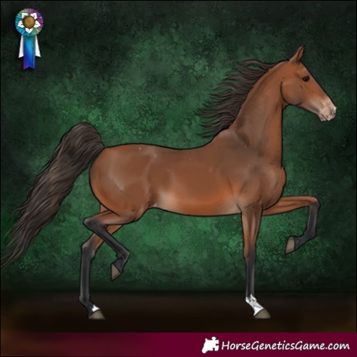 Horse Color:Bay Varnish 