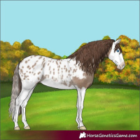 Horse Color:Classic Champagne Splash Appaloosa Rabicano 