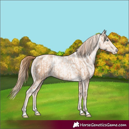 Horse Color:Gold Champagne Pearl Rabicano  and Gold Champagne Pearl Appaloosa Rabicano 