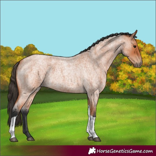 Horse Color:Bay Roan Tobiano 