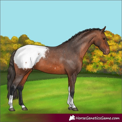 Horse Color:Bay Tobiano Appaloosa 