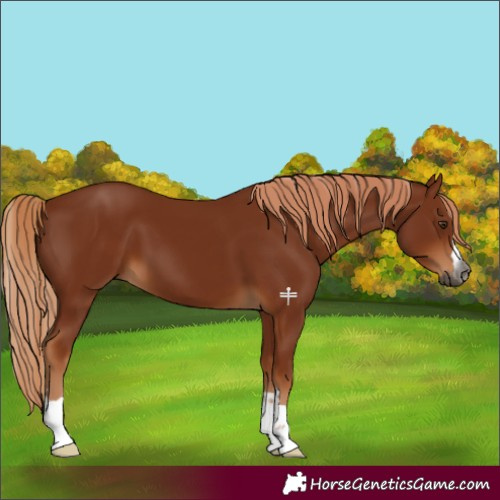 Horse Color:Gray Chestnut 