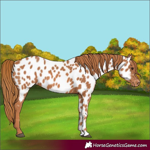 Horse Color:Chestnut Near Leopard 