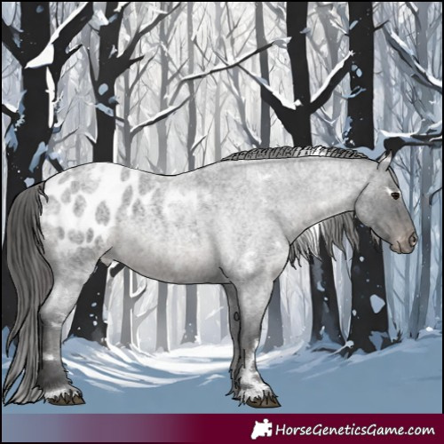 Horse Color:White Spotted Blue Roan Appaloosa 