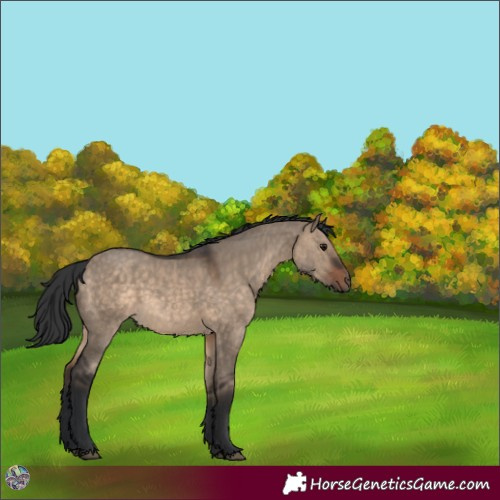 Horse Color:Brown Dun 