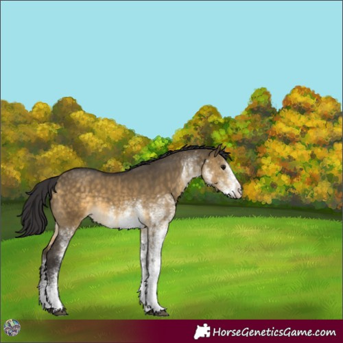 Horse Color:White Spotted Buckskin Dun 
