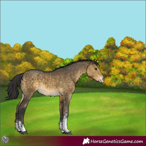 Horse Color:White Spotted Buckskin Dun 