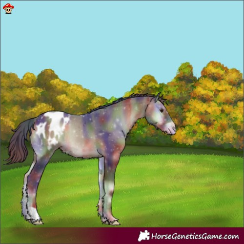 Horse Color:Nacre Liver Red Onyx Blanket Rabicano 