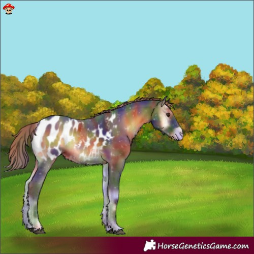 Horse Color:Nacre Liver Red Onyx Blanket Rabicano 