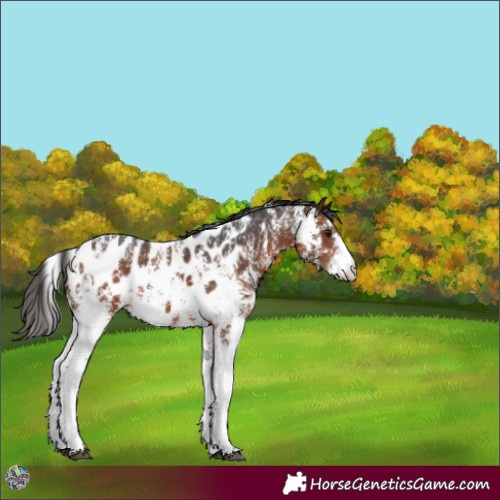 Horse Color:Bay Sabino Near Leopard 