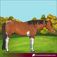 Horse Color:Bay Tobiano Varnish 