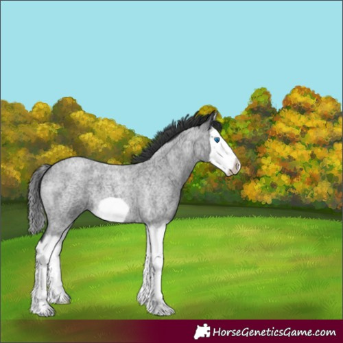 Horse Color:Blue Roan Splash Frame