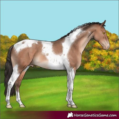 Horse Color:Sable Champagne Tobiano Appaloosa 