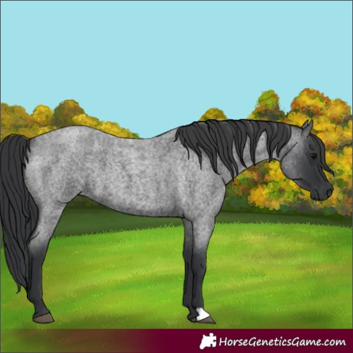 Horse Color:Unknown 