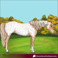 Horse Color:Red Roan Tobiano Near Leopard