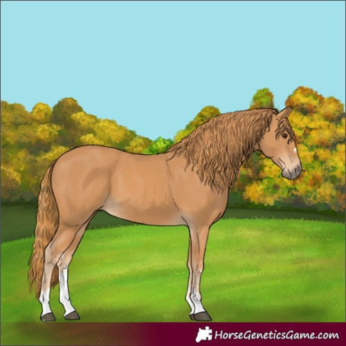 Horse Color:Unknown 
