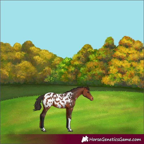 Horse Color:Bay Tobiano Near Leopard