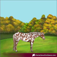 Horse Color:Chestnut Near Leopard