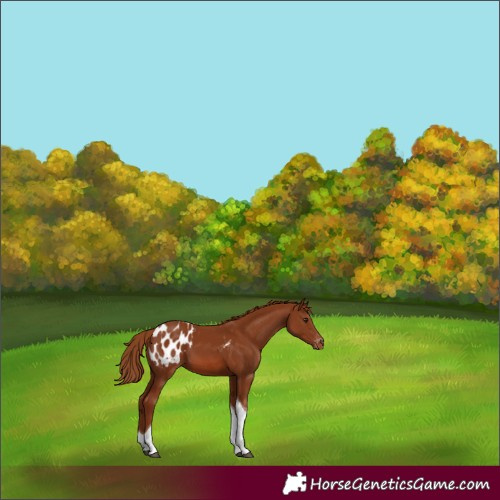 Horse Color:Chestnut Tobiano Blanket 