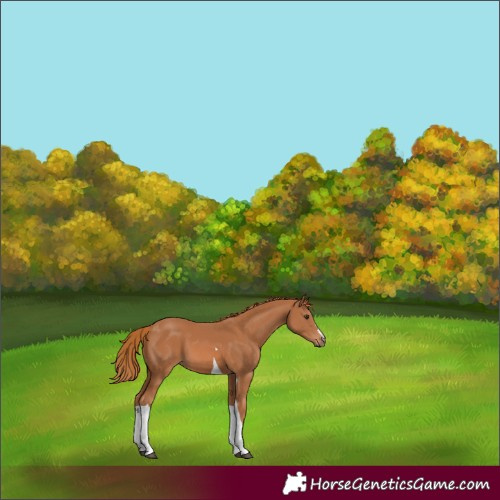 Horse Color:Chestnut Tobiano