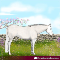 Horse Color:Silver Perlino Roan Dun Splash 