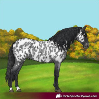 Horse Color:Unknown 