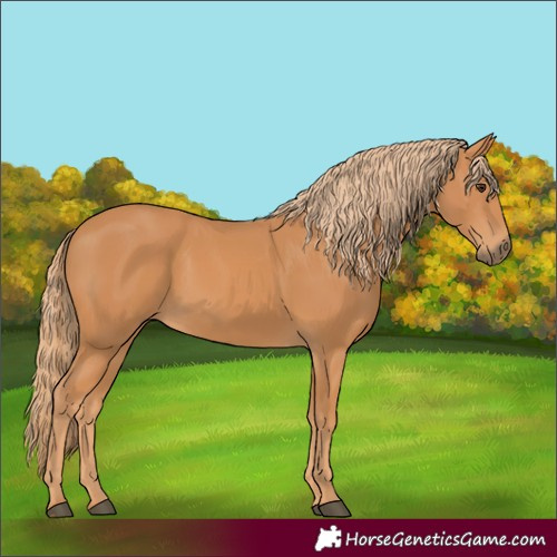 Horse Color:Unknown 