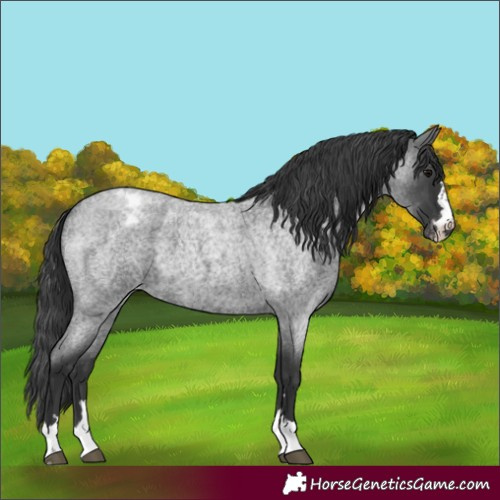Horse Color:Blue Roan Appaloosa