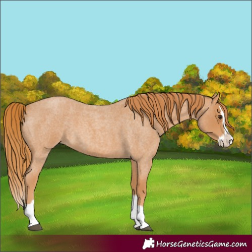 Horse Color:Unknown 