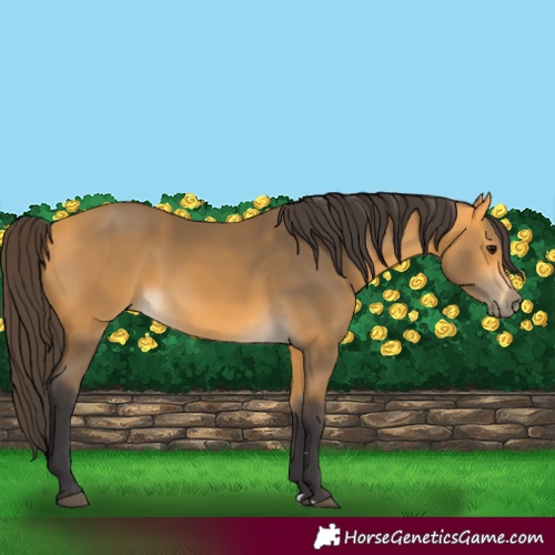 Horse Color:Unknown 