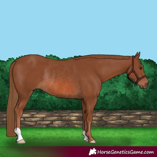 Horse Color:Chestnut Rabicano 
