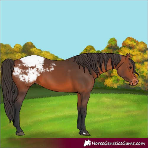 Horse Color:Unknown 