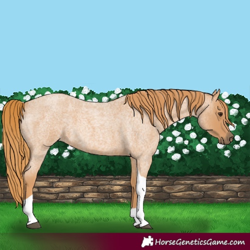Horse Color:Unknown 